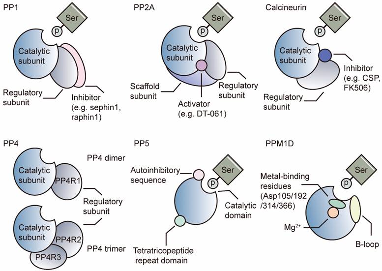 Theranostics Image