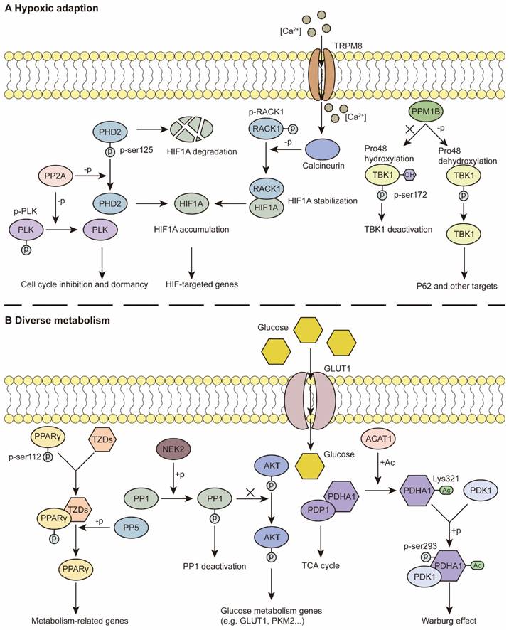 Theranostics Image