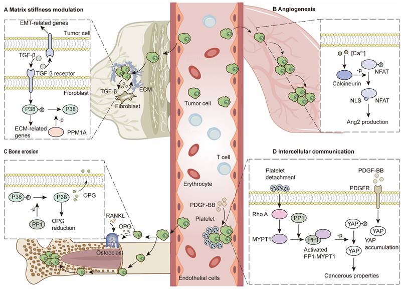 Theranostics Image