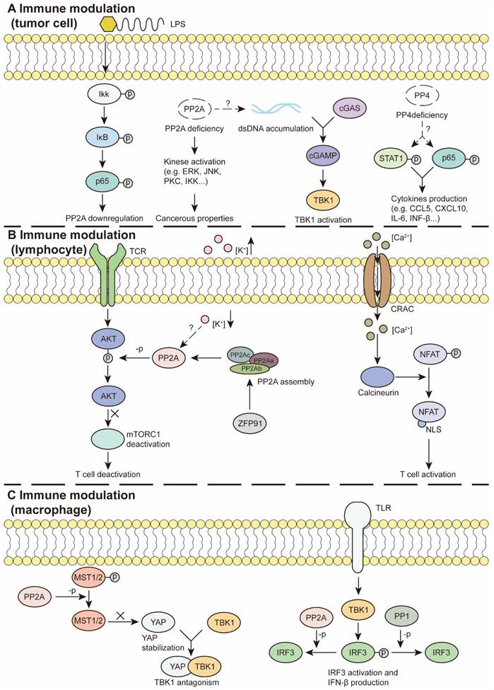 Theranostics Image