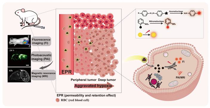 Theranostics Image