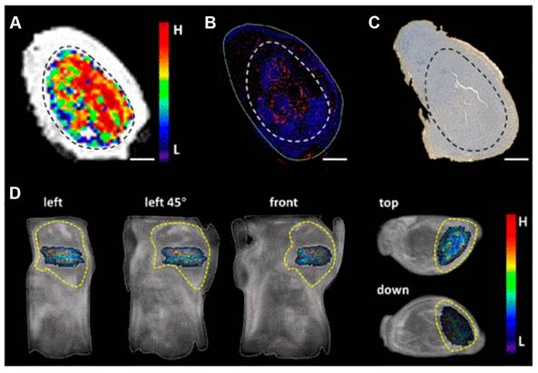 Theranostics Image