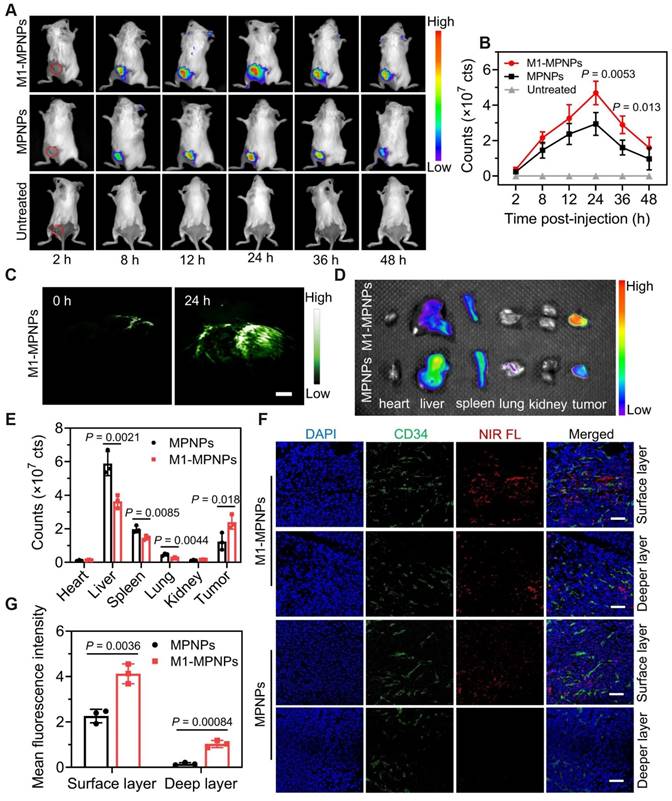 Theranostics Image