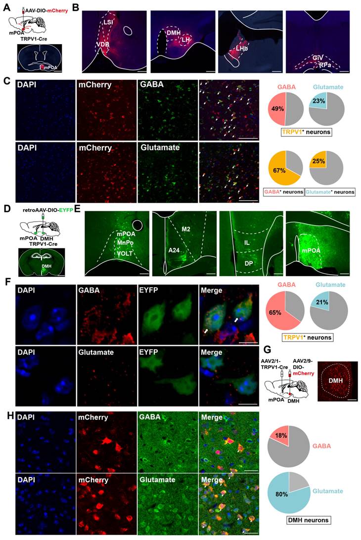 Theranostics Image