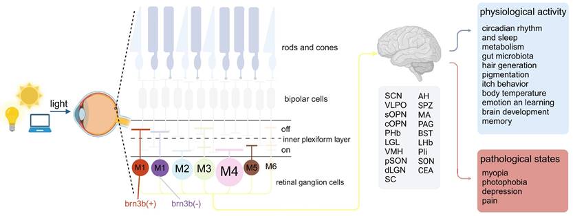 Theranostics Image