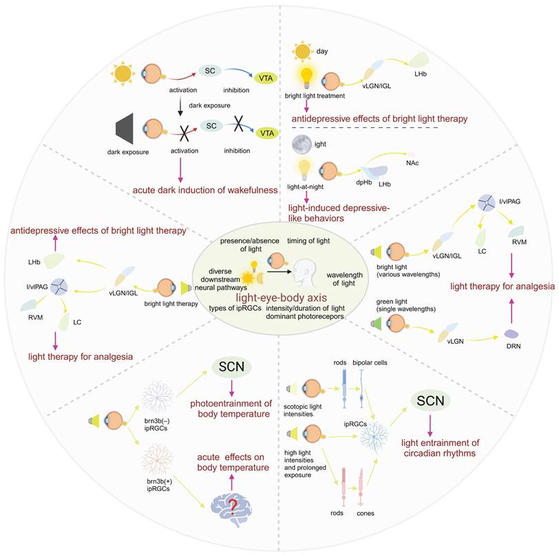 Theranostics Image