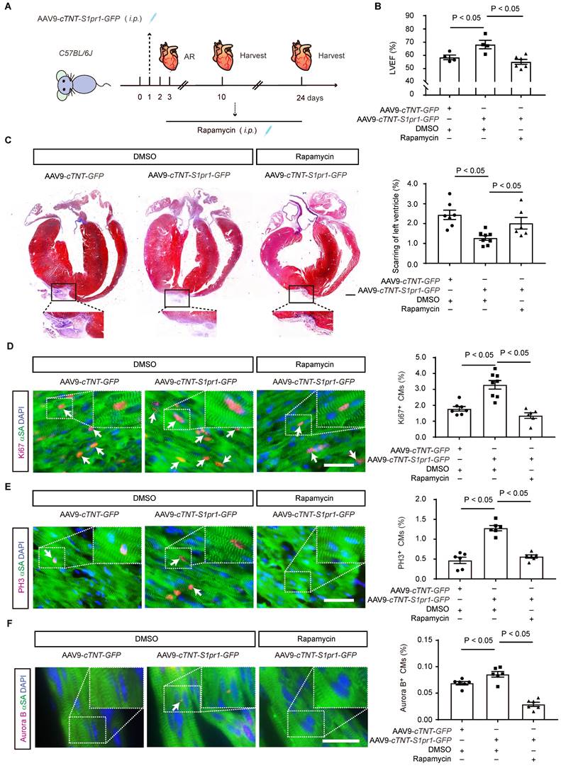 Theranostics Image