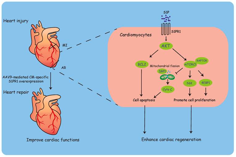 Theranostics Image