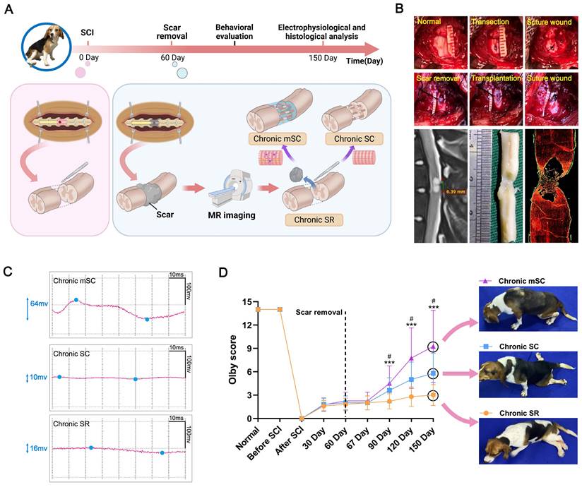 Theranostics Image