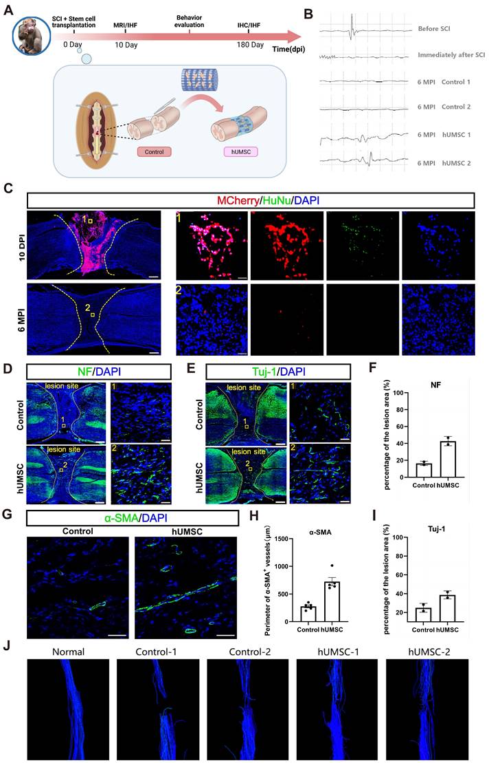 Theranostics Image