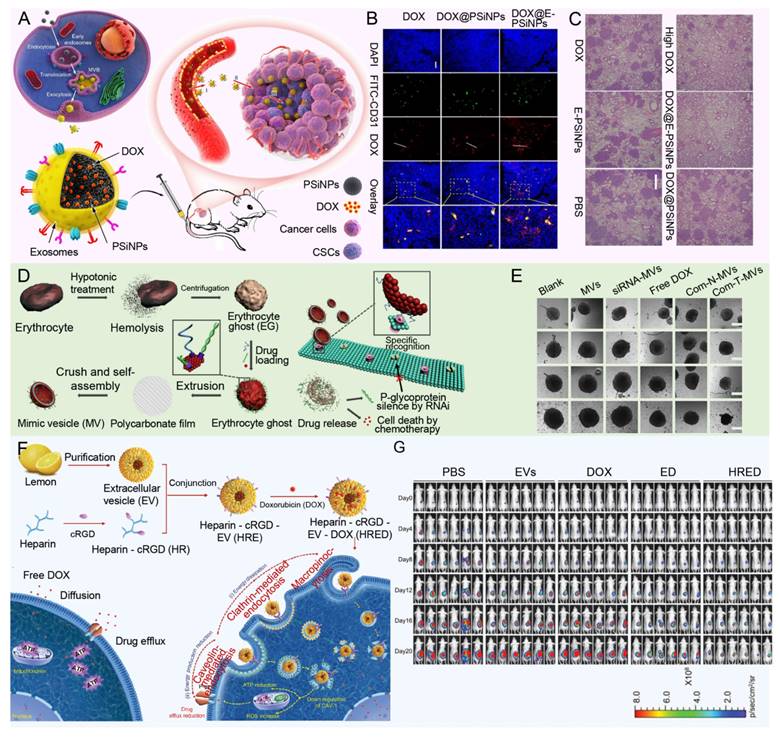 Theranostics Image