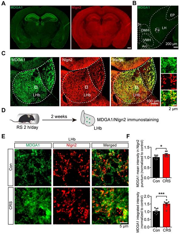 Theranostics Image