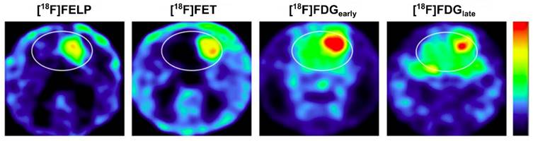 Theranostics Image