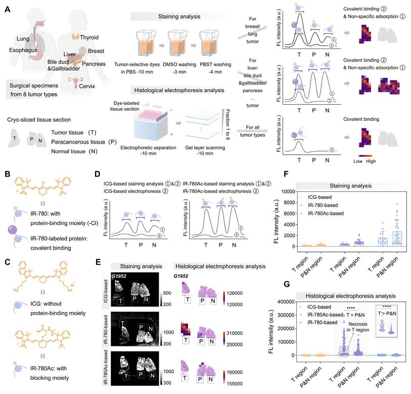 Theranostics Image