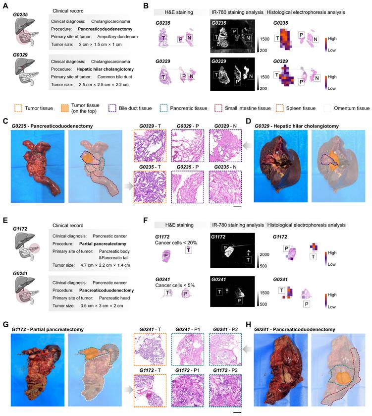 Theranostics Image