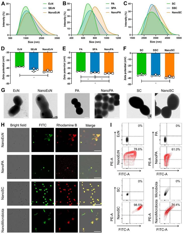 Theranostics Image