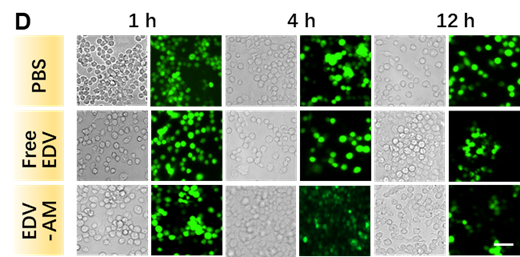 Theranostics Image