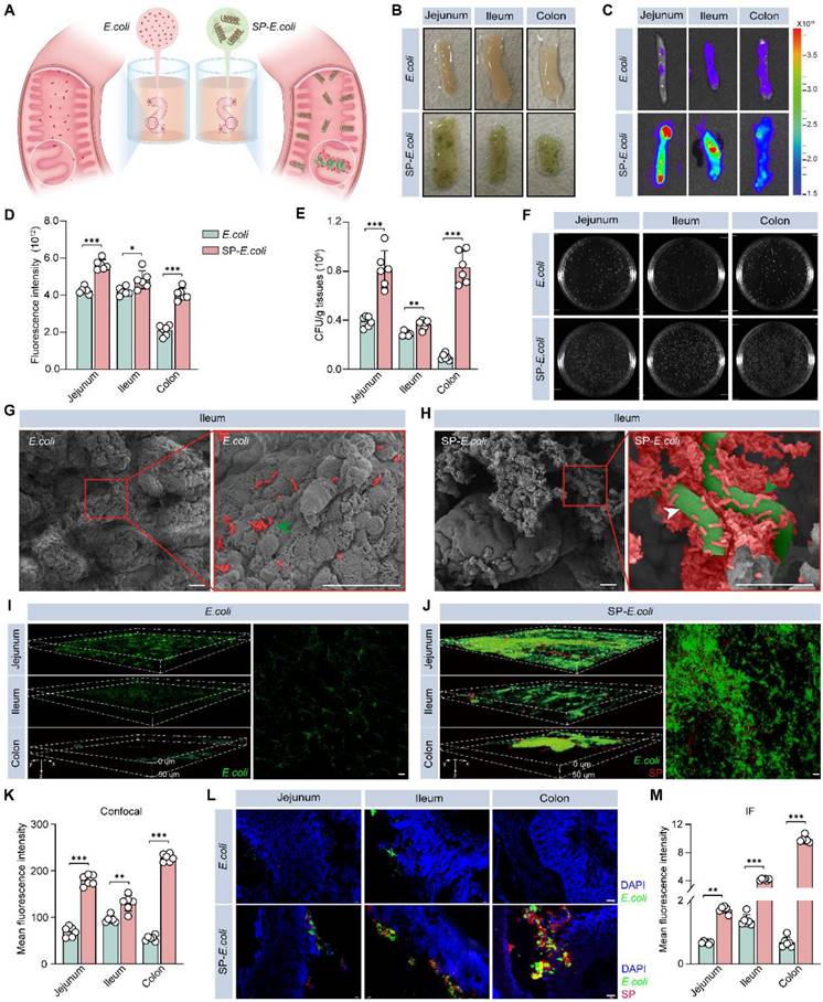 Theranostics Image