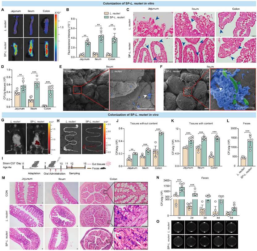 Theranostics Image