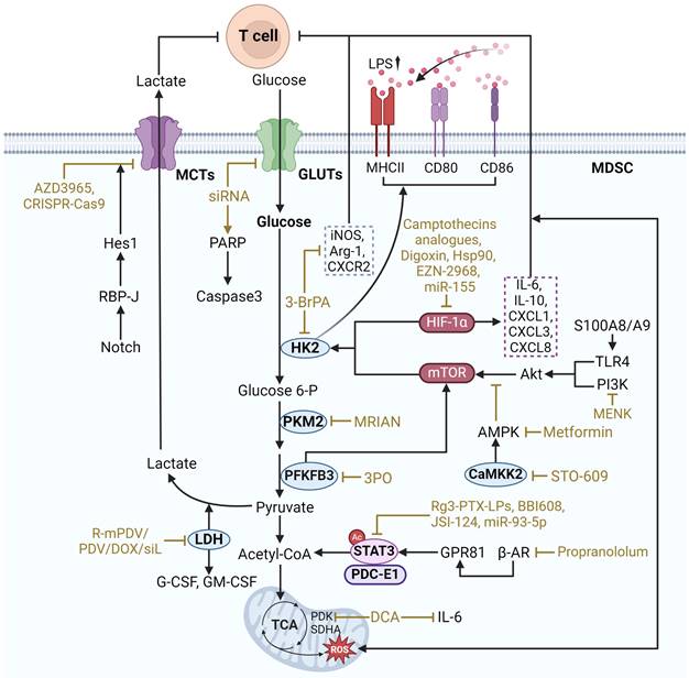 Theranostics Image