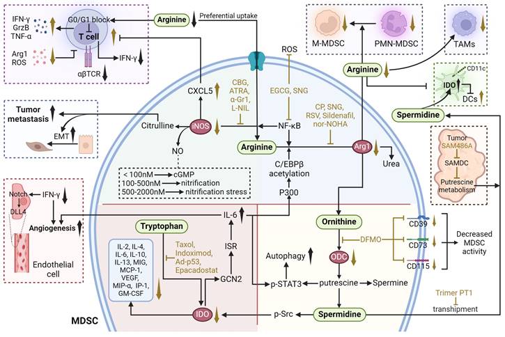 Theranostics Image