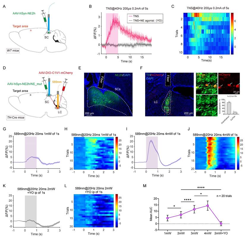 Theranostics Image