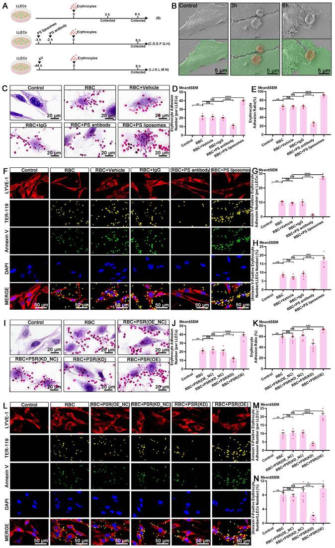 Theranostics Image