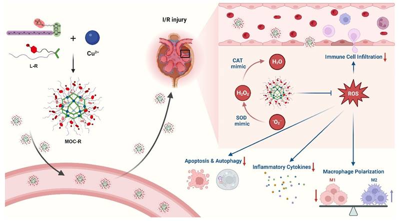 Theranostics Image