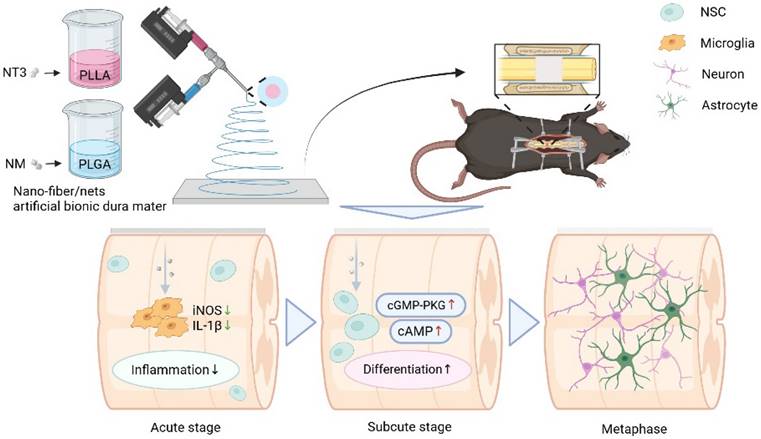 Theranostics Image