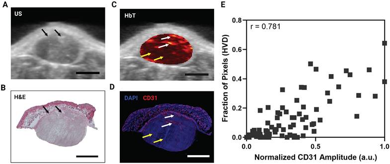 Theranostics Image