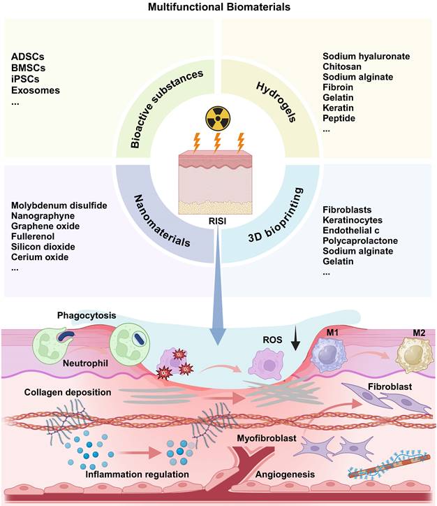 Theranostics Image