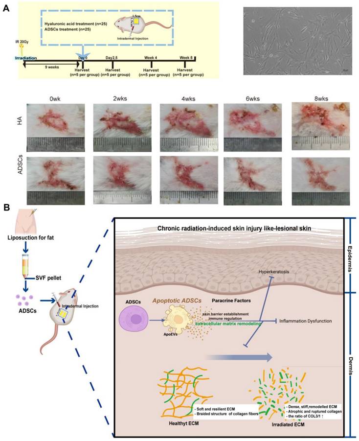 Theranostics Image