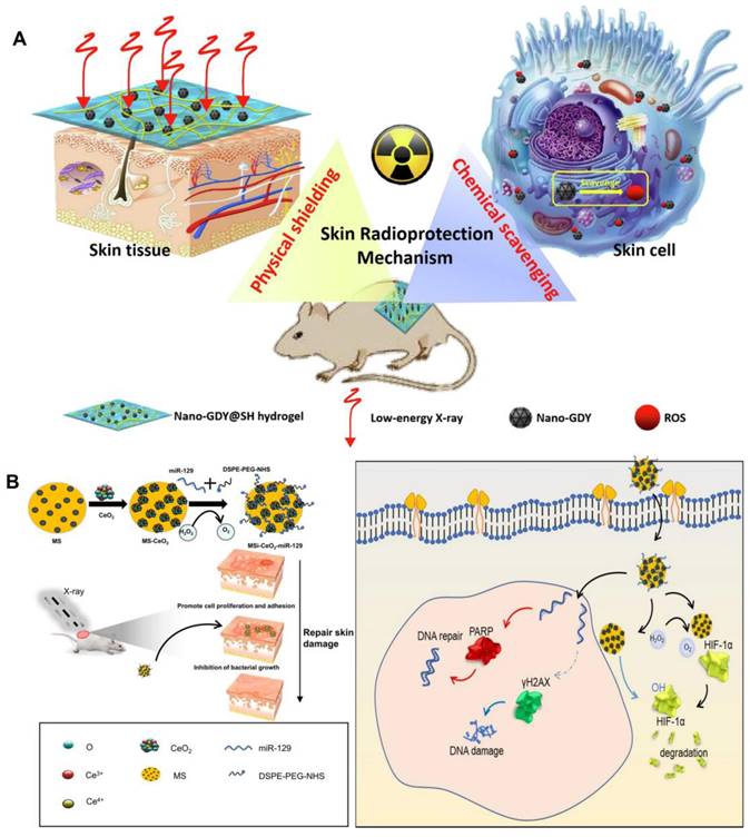 Theranostics Image