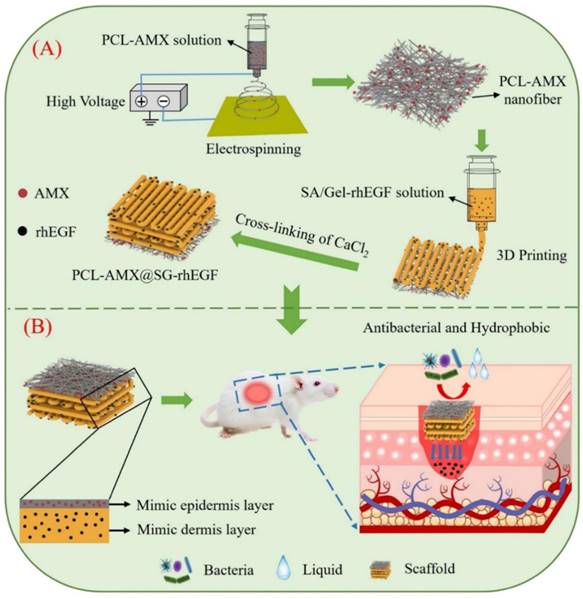 Theranostics Image