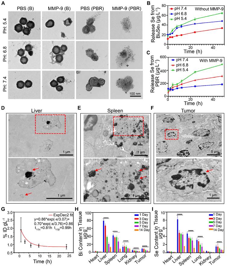 Theranostics Image