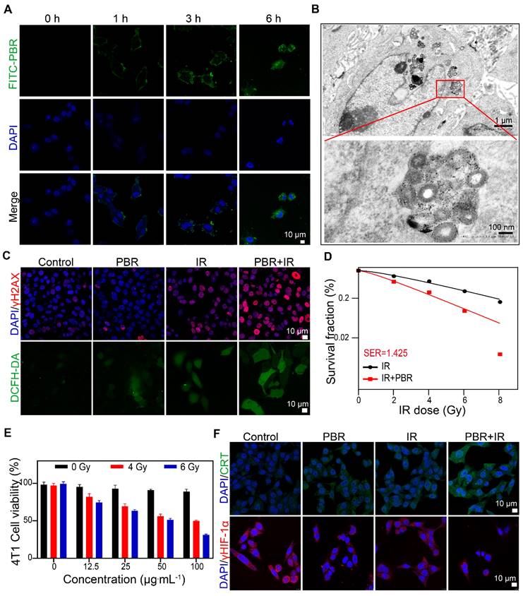 Theranostics Image