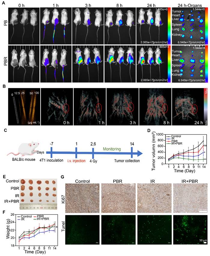 Theranostics Image