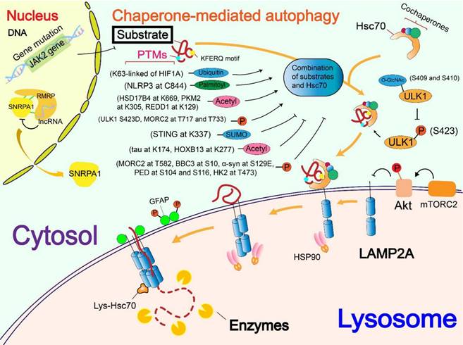 Theranostics Image