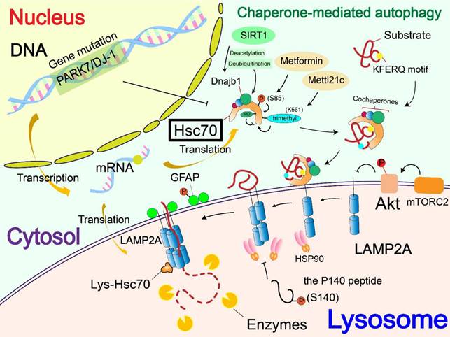 Theranostics Image