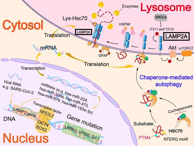 Theranostics Image