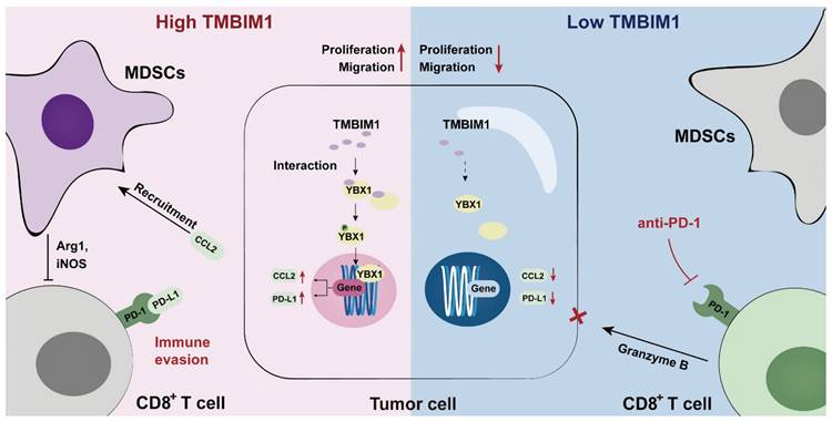 Theranostics Image