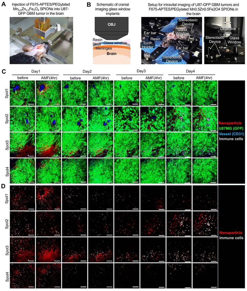 Theranostics Image