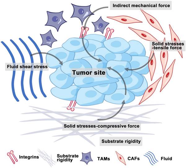 Theranostics Image