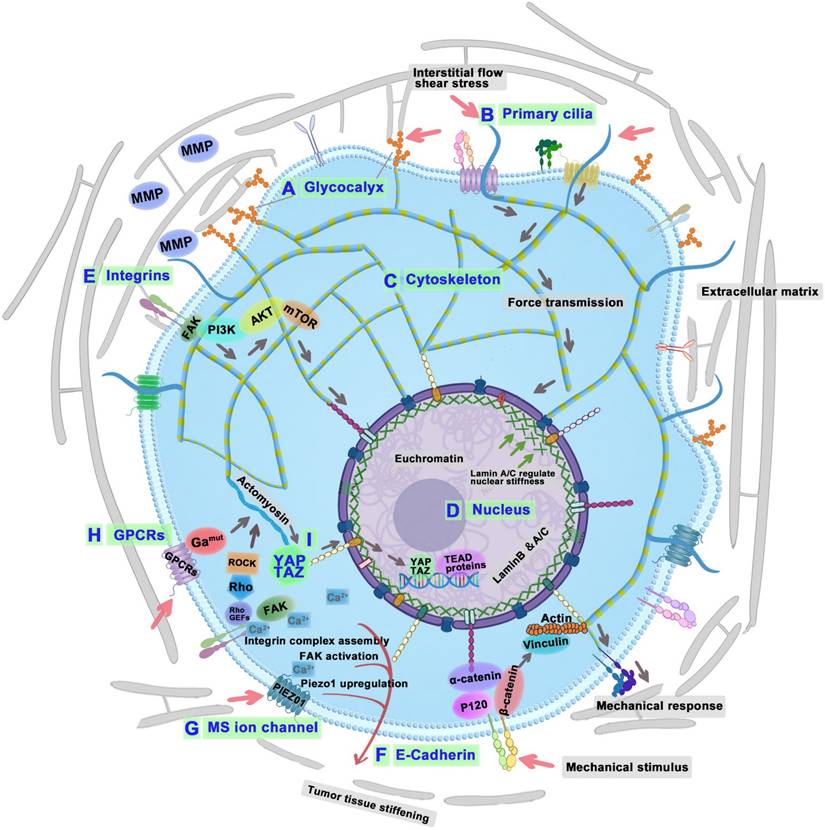 Theranostics Image