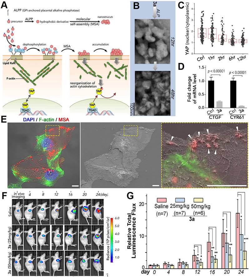 Theranostics Image