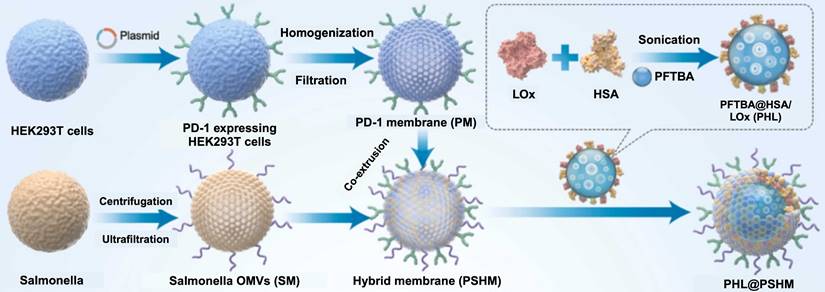 Theranostics Image