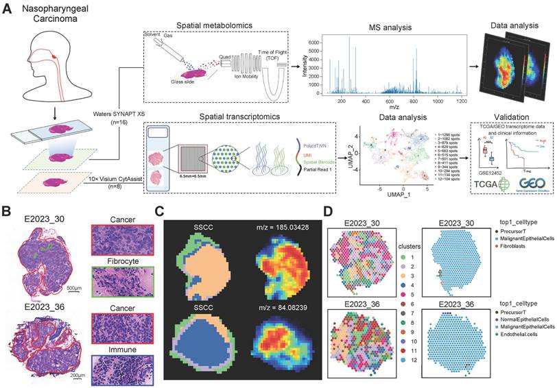 Theranostics Image