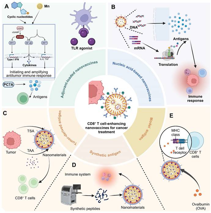 Theranostics Image