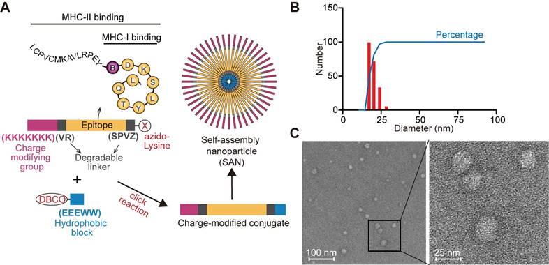 Theranostics Image