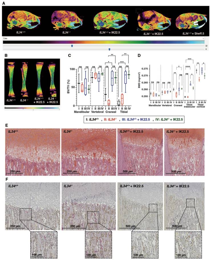 Theranostics Image